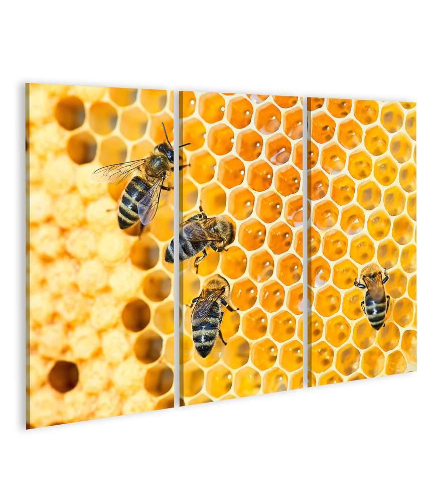 Islandburner Bild auf Leinwand Fleißige Bienen, die eifrig Honig in ihren Waben herstellen Bis zu 55% Rabatt