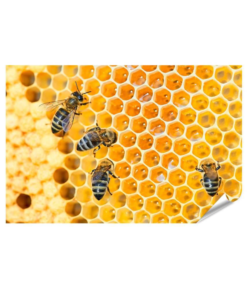 Islandburner XXL Premium Poster Fleißige Bienen, die eifrig Honig in ihren Waben herstellen Im Verkauf