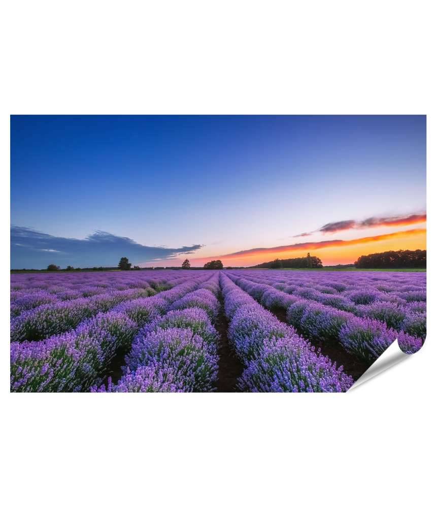 Islandburner Premium Poster Dramatischer Sonnenaufgang über duftendem Lavendelfeld mit Wolkenkulisse Heißer Verkauf