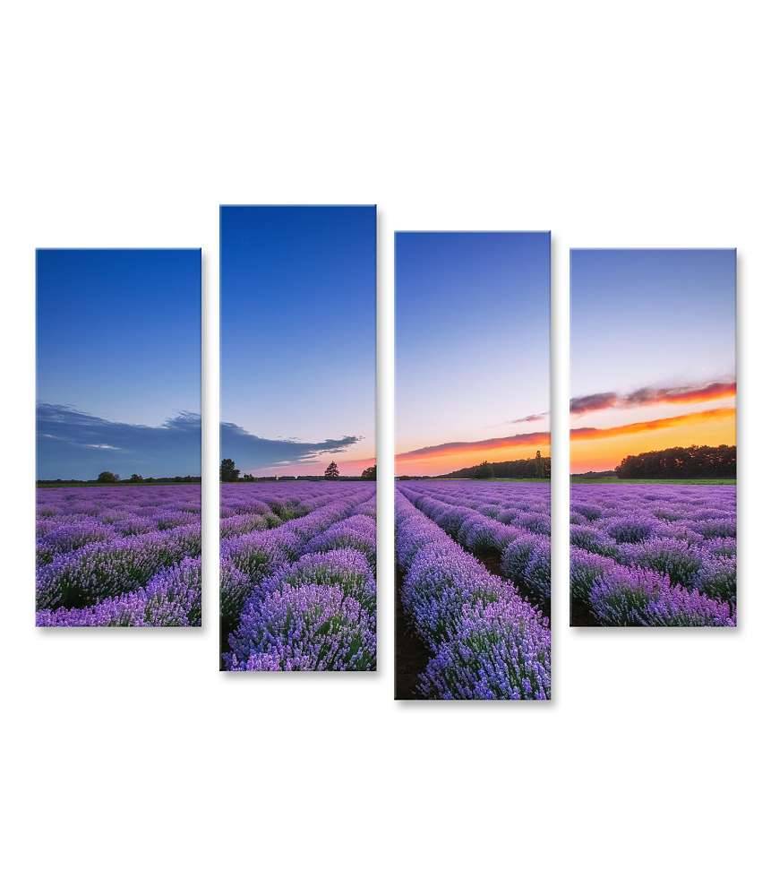 Islandburner Bild auf Leinwand Dramatischer Sonnenaufgang über duftendem Lavendelfeld mit Wolkenkulisse Begrenzte Freigabe
