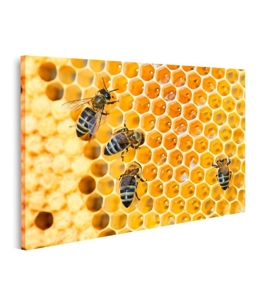 Islandburner Bild auf Leinwand Fleißige Bienen, die eifrig Honig in ihren Waben herstellen Nur für heute