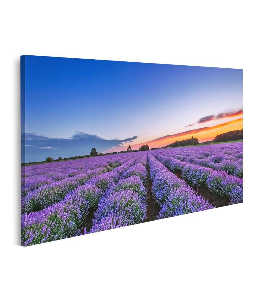 Islandburner Bild auf Leinwand Dramatischer Sonnenaufgang über duftendem Lavendelfeld mit Wolkenkulisse Vierteljährliche Förderung