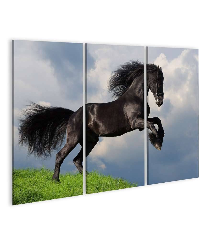 Islandburner Bild auf Leinwand Friesisches Pferd in voller Galopp auf Wandbild dargestellt Online