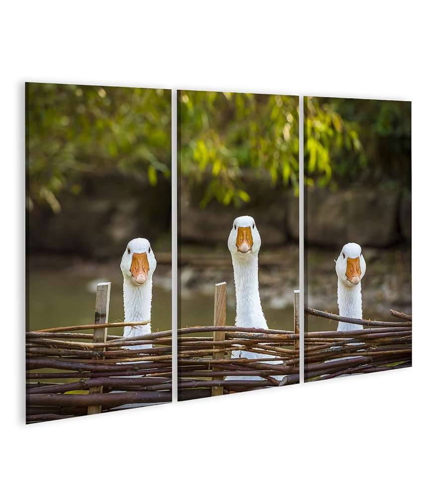 Islandburner Bild auf Leinwand Drei heitere weiße Gänse hinter einem Flechtzaun auf einem Wandbild im Angebot