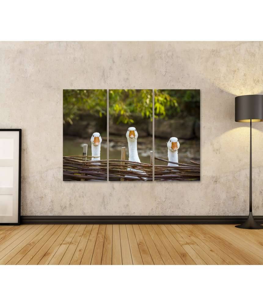 Islandburner Bild auf Leinwand Drei heitere weiße Gänse hinter einem Flechtzaun auf einem Wandbild im Angebot
