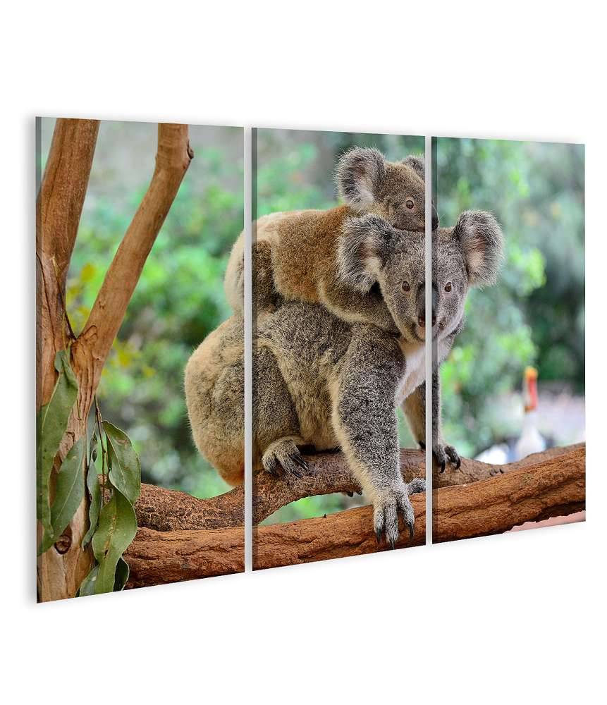 Islandburner Bild auf Leinwand Baby-Koala kuschelt auf dem Rücken seiner Mutter im Eukalyptusbaum Fabrikverkauf