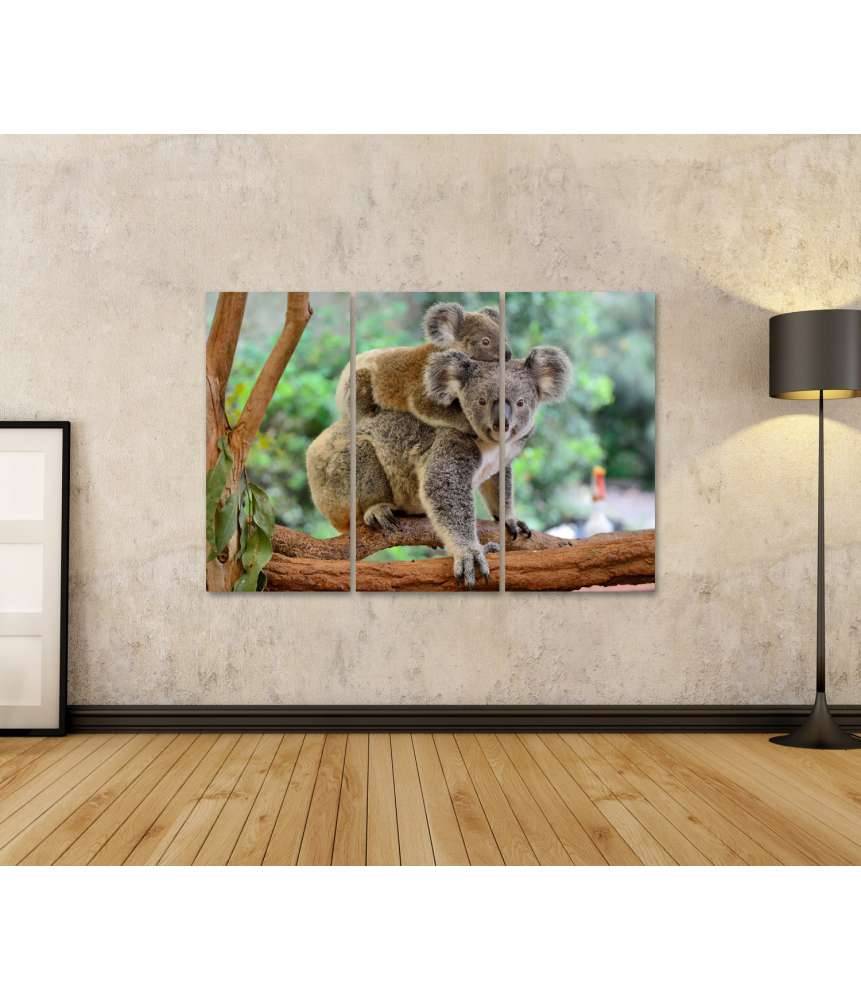 Islandburner Bild auf Leinwand Baby-Koala kuschelt auf dem Rücken seiner Mutter im Eukalyptusbaum Fabrikverkauf