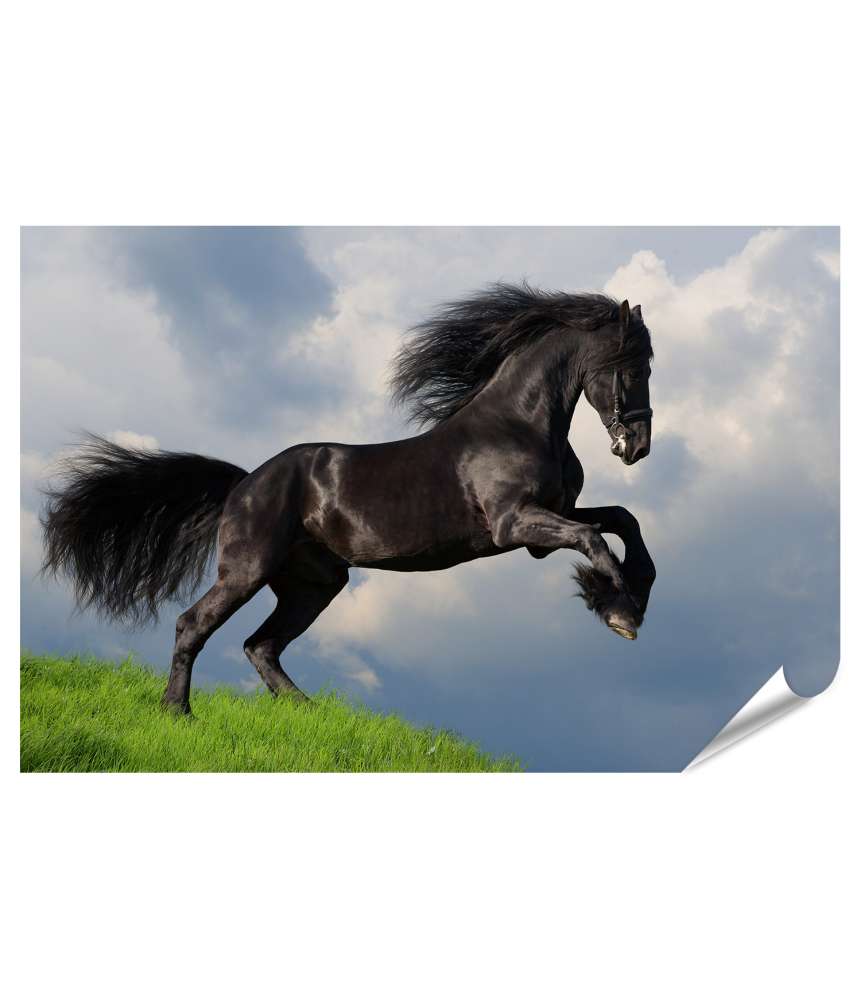 Islandburner XXL Premium Poster Friesisches Pferd in voller Galopp auf Wandbild dargestellt Preisnachlass
