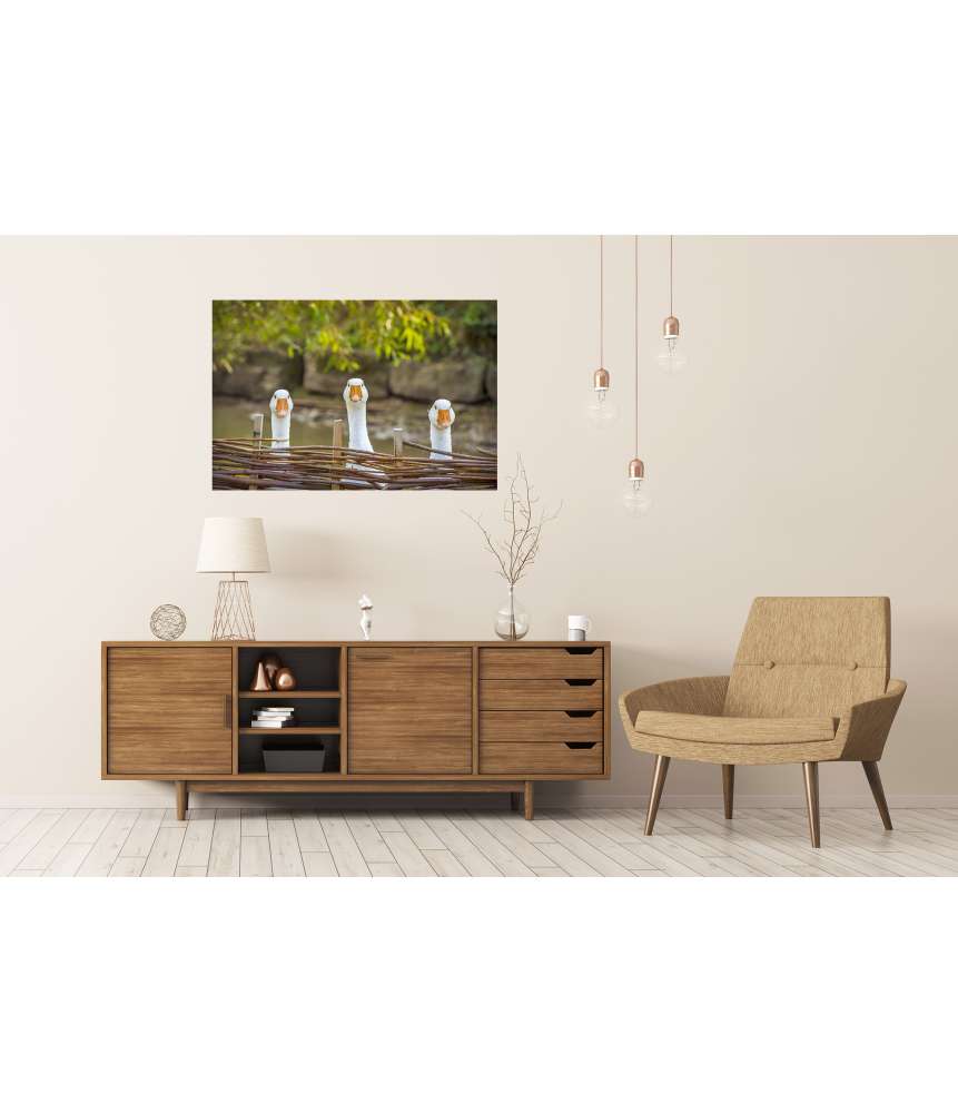 Islandburner XXL Premium Poster Drei heitere weiße Gänse hinter einem Flechtzaun auf einem Wandbild Muttertagsangebot