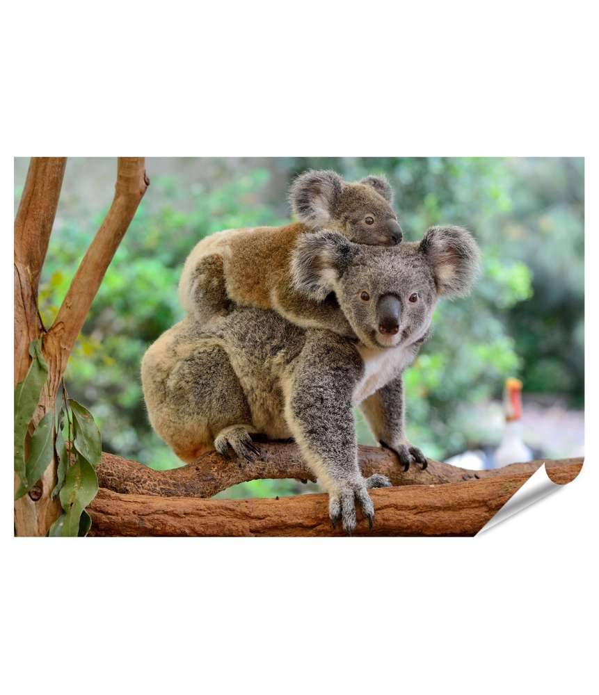 Islandburner XXL Premium Poster Baby-Koala kuschelt auf dem Rücken seiner Mutter im Eukalyptusbaum Jubiläumsangebot