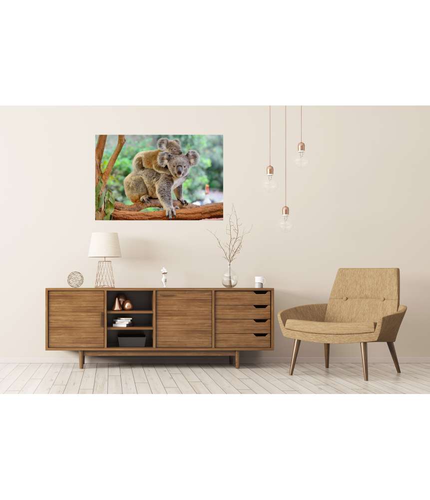 Islandburner XXL Premium Poster Baby-Koala kuschelt auf dem Rücken seiner Mutter im Eukalyptusbaum Jubiläumsangebot