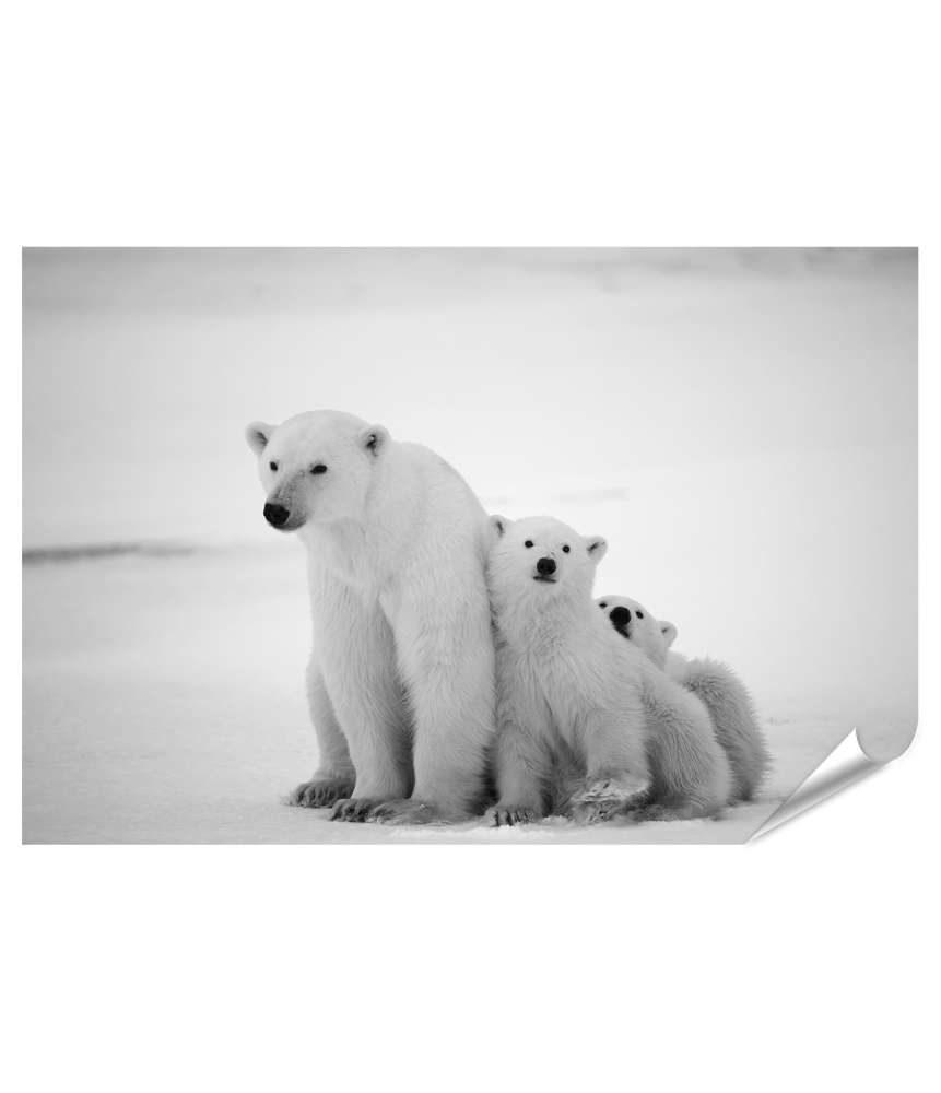Islandburner XXL Premium Poster Eisbär-Mutter mit Jungen in der eisigen Arktis - Polarbär Wandbild Blitzangebot