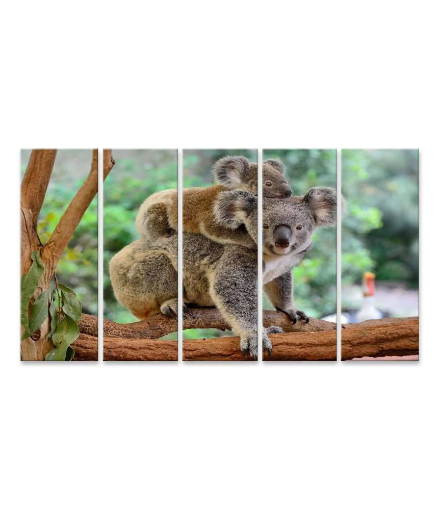 Islandburner Bild auf Leinwand Baby-Koala kuschelt auf dem Rücken seiner Mutter im Eukalyptusbaum Letzte 3 Tage