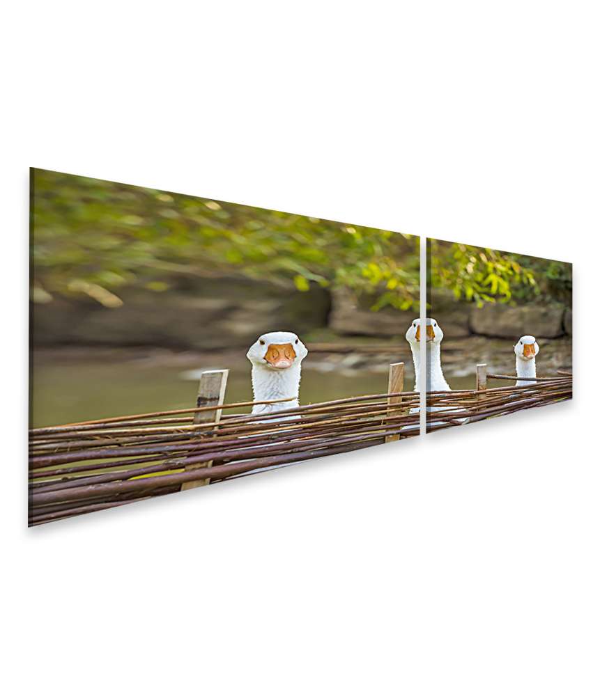 Islandburner Bild auf Leinwand Drei heitere weiße Gänse hinter einem Flechtzaun auf einem Wandbild 50% Rabatt für begrenzte Zeit