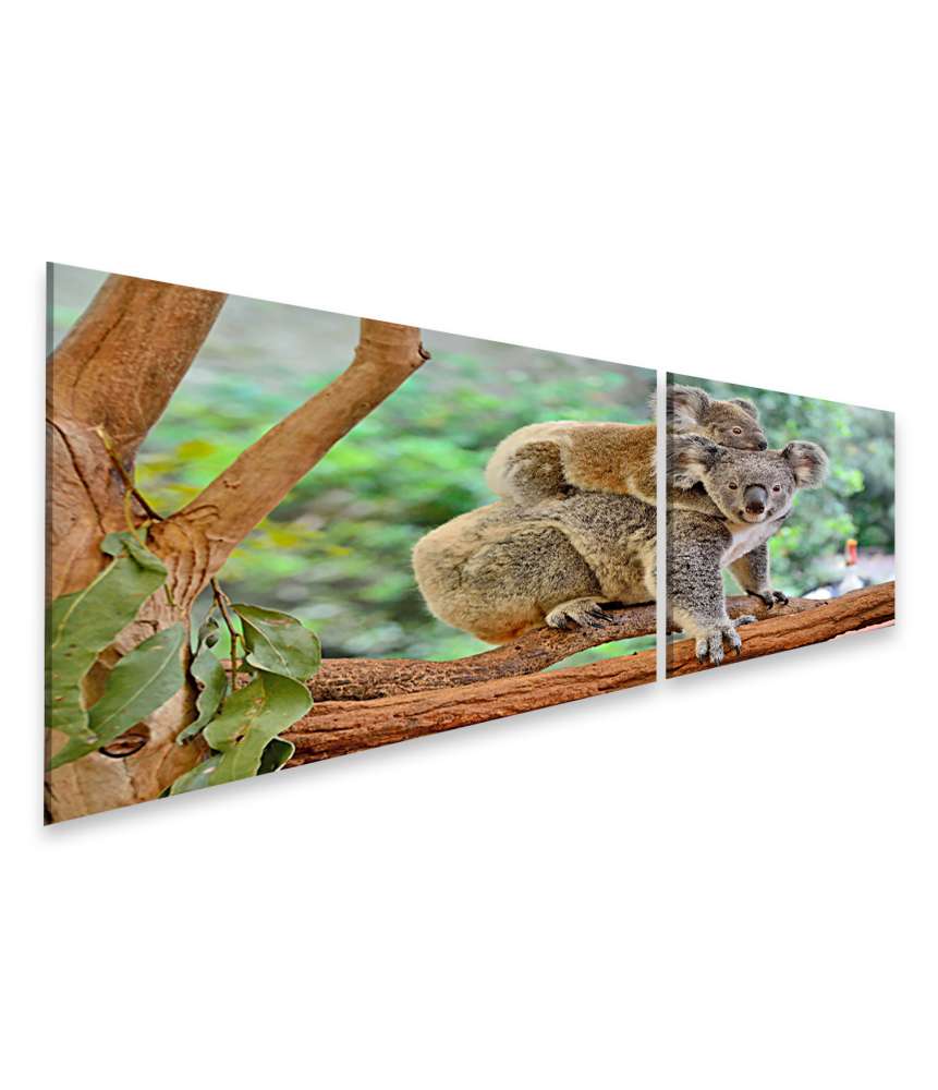 Islandburner Bild auf Leinwand Baby-Koala kuschelt auf dem Rücken seiner Mutter im Eukalyptusbaum 2025