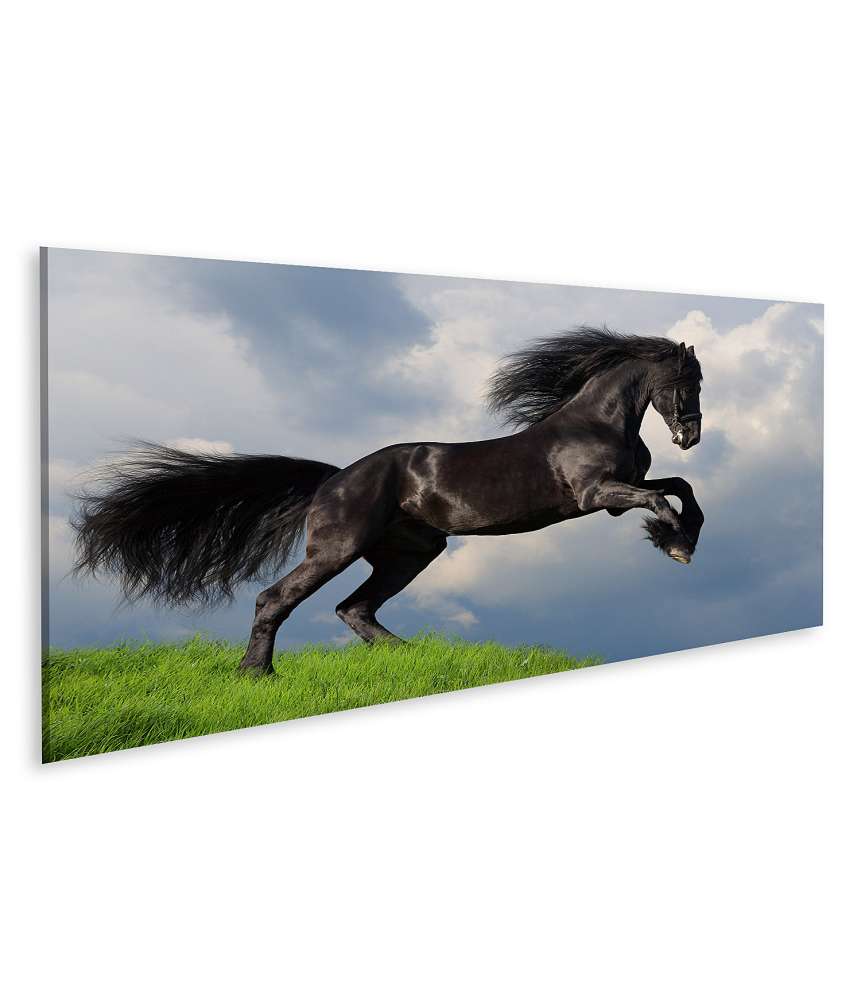 Islandburner Bild auf Leinwand Friesisches Pferd in voller Galopp auf Wandbild dargestellt Fabrikpreis