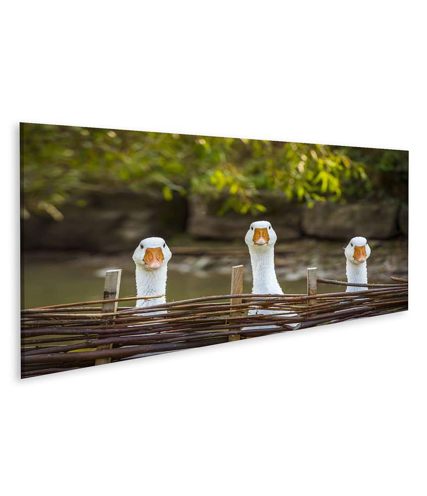 Islandburner Bild auf Leinwand Drei heitere weiße Gänse hinter einem Flechtzaun auf einem Wandbild Flash Sale