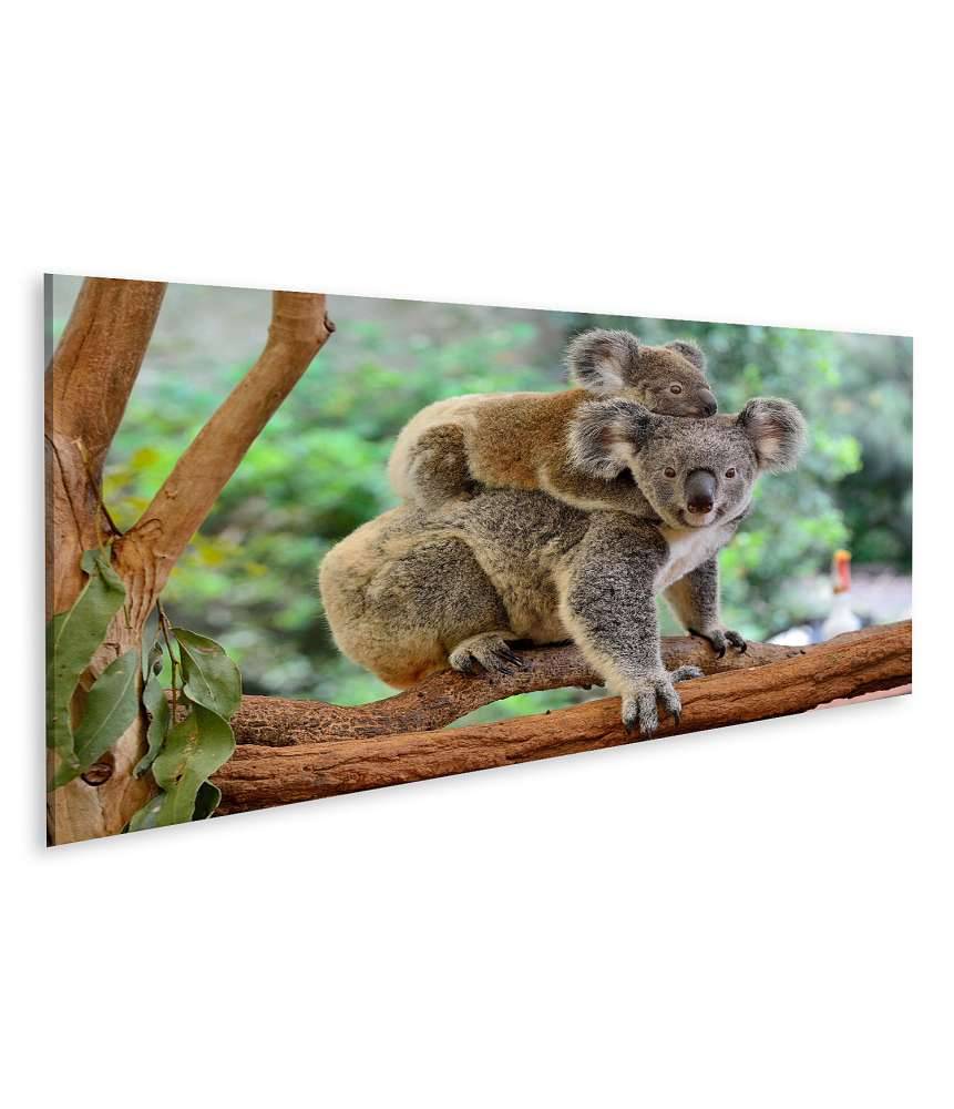 Islandburner Bild auf Leinwand Baby-Koala kuschelt auf dem Rücken seiner Mutter im Eukalyptusbaum Cyber Monday