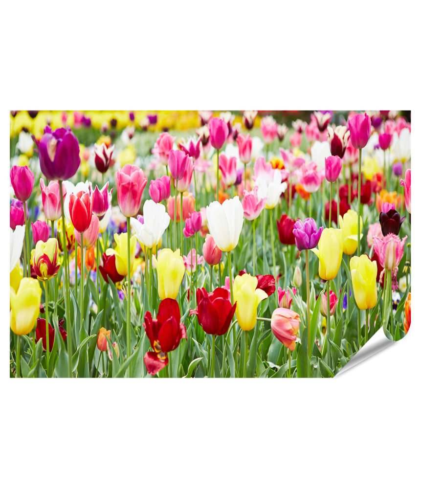Islandburner Premium Poster Vielfältige Blumenauswahl mit prächtig blühenden Tulpen als Highlight Sonderangebote