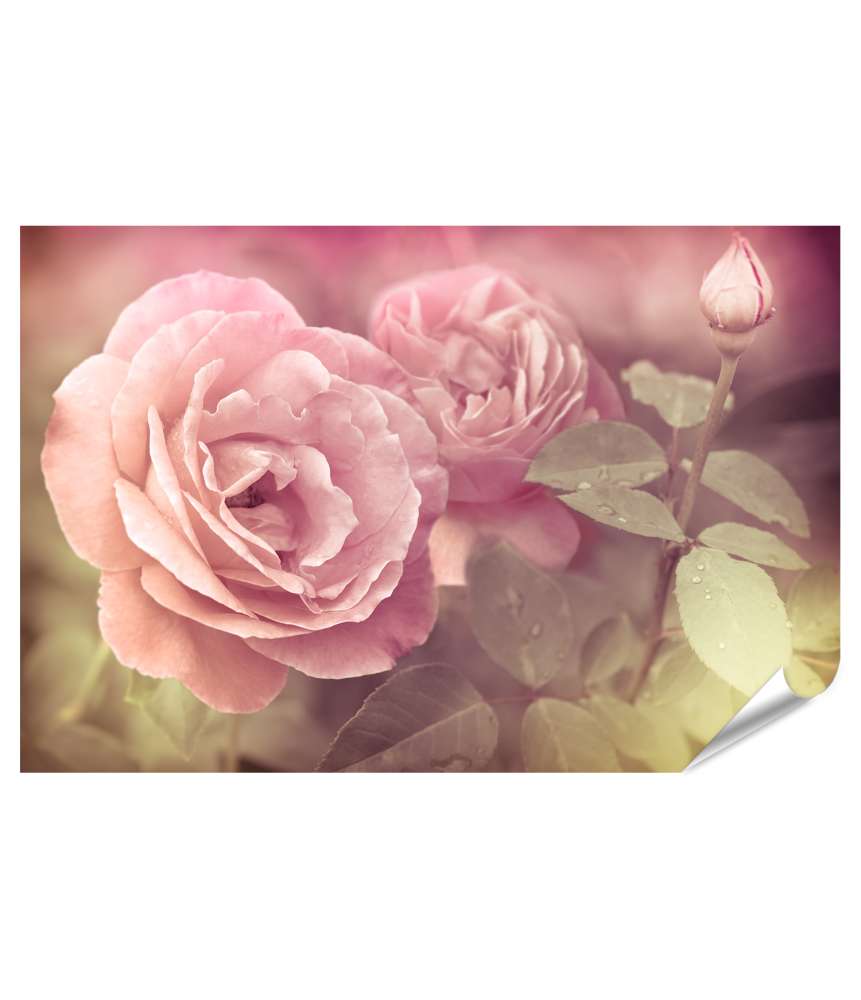 Islandburner Premium Poster Abstraktes Wandbild mit pastellrosa Rosen und Wassertropfen Riesige Ersparnisse