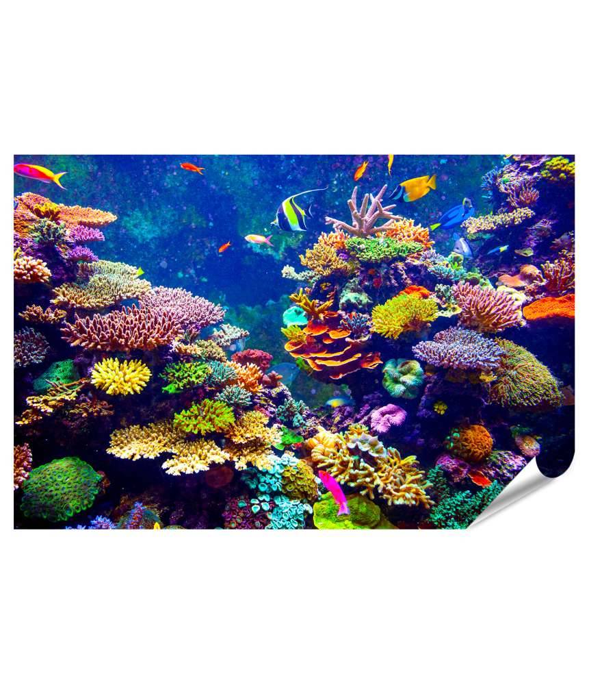 Islandburner Premium Poster Sonnenlicht beschienenes Korallenriff mit tropischen Fischen im Singapur Aquarium Letzte 2 Tage