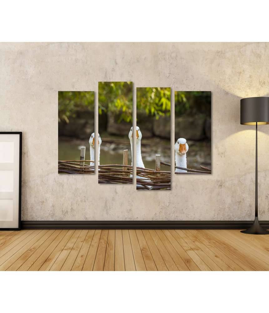 Islandburner Bild auf Leinwand Drei heitere weiße Gänse hinter einem Flechtzaun auf einem Wandbild zollfrei