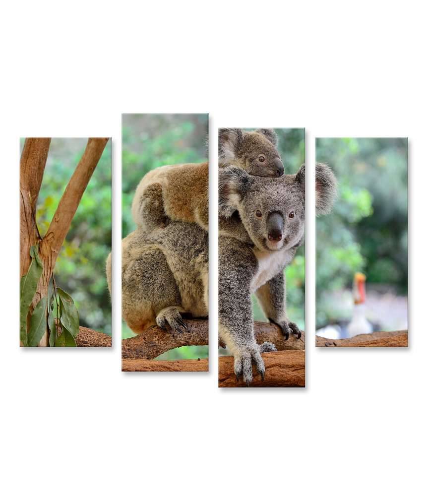 Islandburner Bild auf Leinwand Baby-Koala kuschelt auf dem Rücken seiner Mutter im Eukalyptusbaum Rabatte dieses Monats