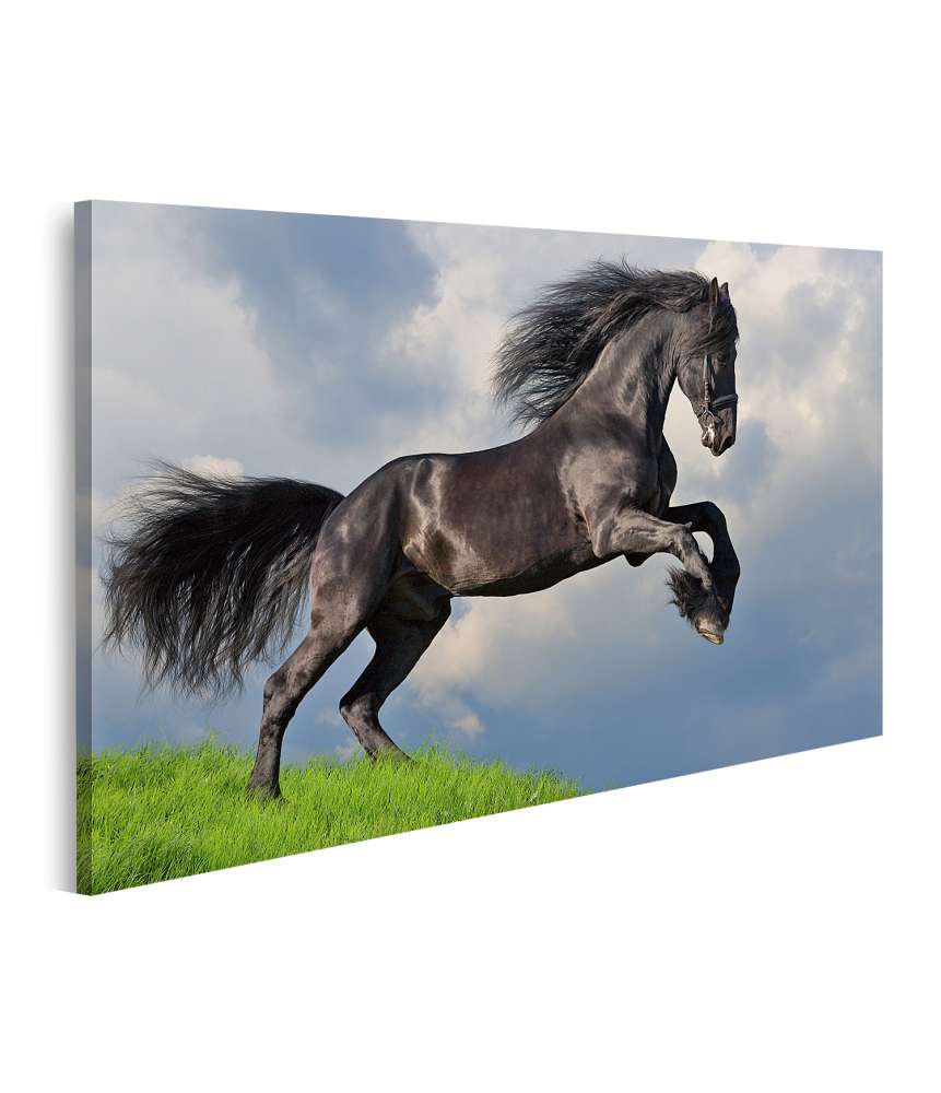 Islandburner Bild auf Leinwand Friesisches Pferd in voller Galopp auf Wandbild dargestellt Saisonschlussverkauf