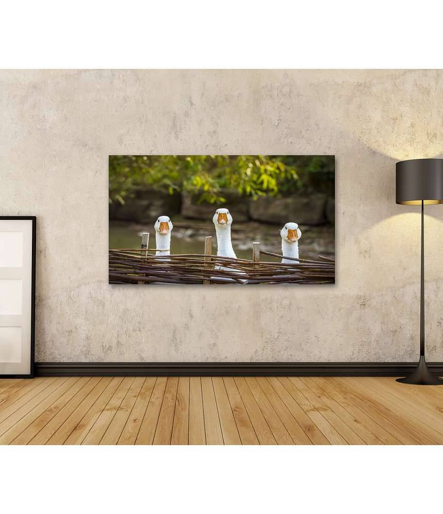 Islandburner Bild auf Leinwand Drei heitere weiße Gänse hinter einem Flechtzaun auf einem Wandbild Vatertagsangebot