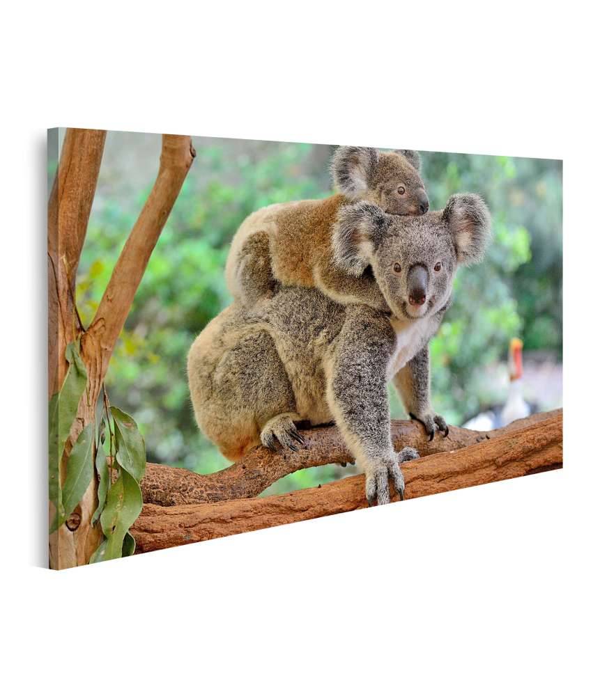 Islandburner Bild auf Leinwand Baby-Koala kuschelt auf dem Rücken seiner Mutter im Eukalyptusbaum Jubiläumsangebot