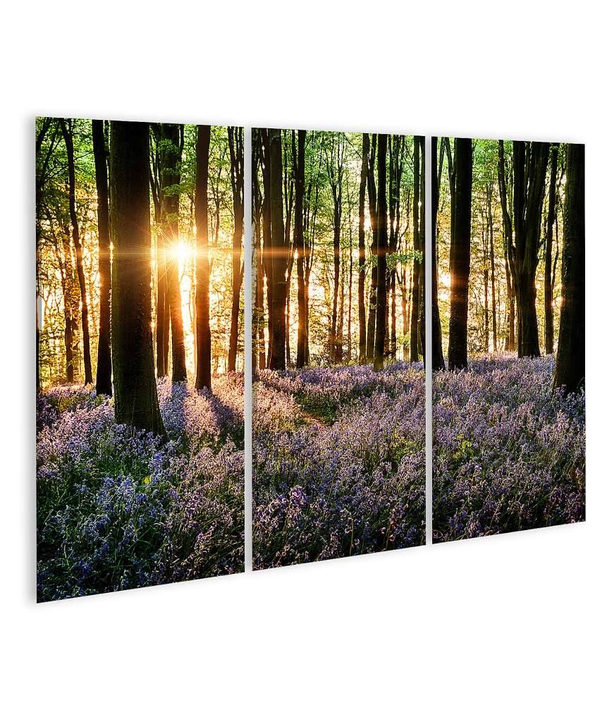 Islandburner Bild auf Leinwand Morgenlicht erweckt blühende Glockenblumen im Wald zum Leben Online
