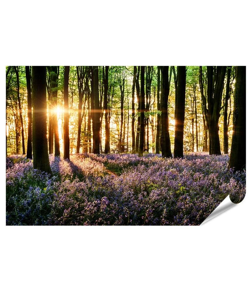 Islandburner XXL Premium Poster Morgenlicht erweckt blühende Glockenblumen im Wald zum Leben Kauf eins, bekomm eins gratis