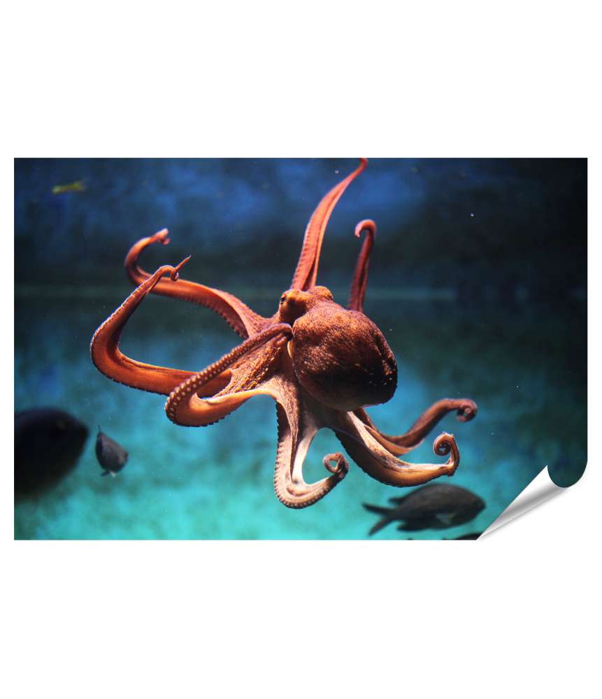 Islandburner Premium Poster Wild lebender Oktopus (Octopus Vulgaris) in seinem aquatischen Habitat Bis zu 50% Rabatt