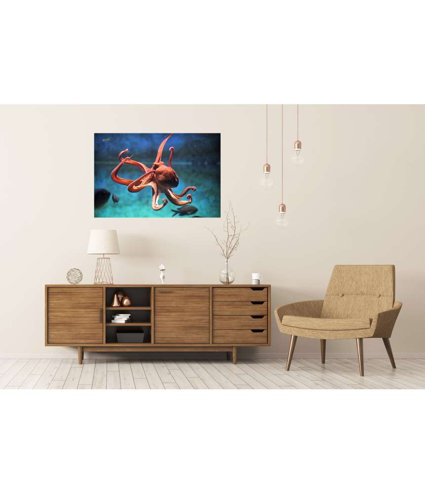 Islandburner Premium Poster Wild lebender Oktopus (Octopus Vulgaris) in seinem aquatischen Habitat Bis zu 50% Rabatt