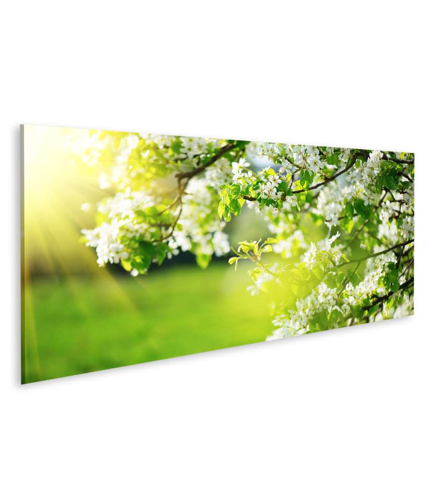 Islandburner Bild auf Leinwand Frühlingshaftes Wandbild mit blühendem Baum und Sonnenaufgang Fabrikladen