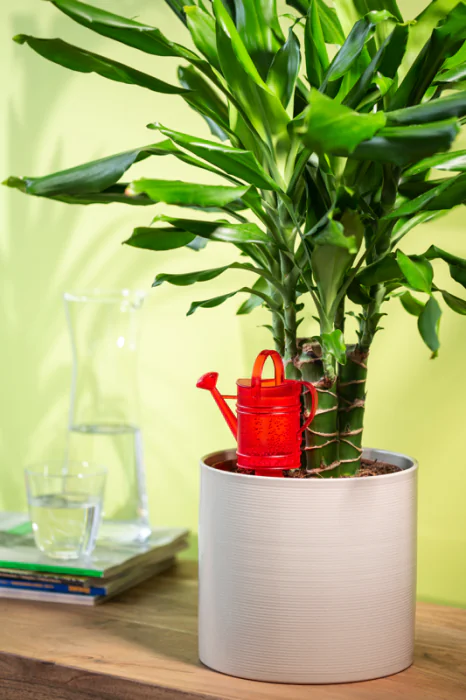 Scheurich Nelly S Wasserspeicher - Red/16 Black Friday Preise
