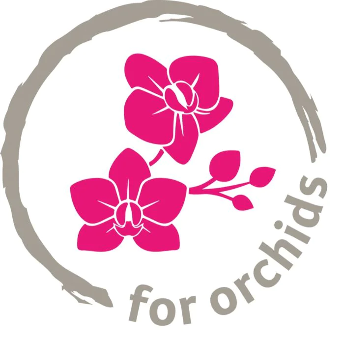 Scheurich Orchideentopf 632 Top Angebot