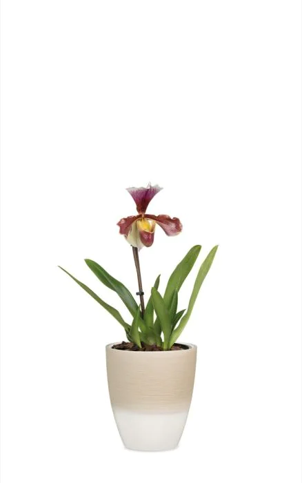 Scheurich Orchideentopf 650 Große Rabatte