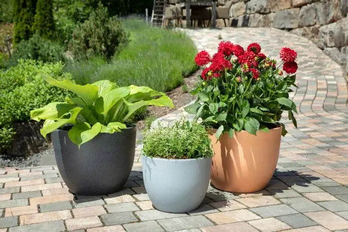 Scheurich Firenze Pflanzgefäß 066 - Terracotta/60 Neueste Stile