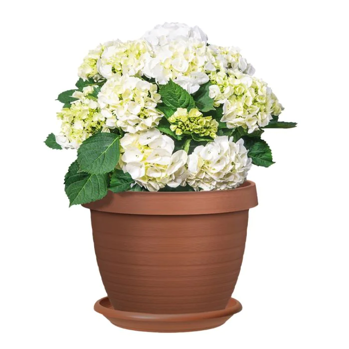Scheurich Country Star 3er Blumentopf Set mit Untersetzern - Terracotta Nur für heute